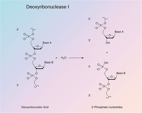 how to use dnase i